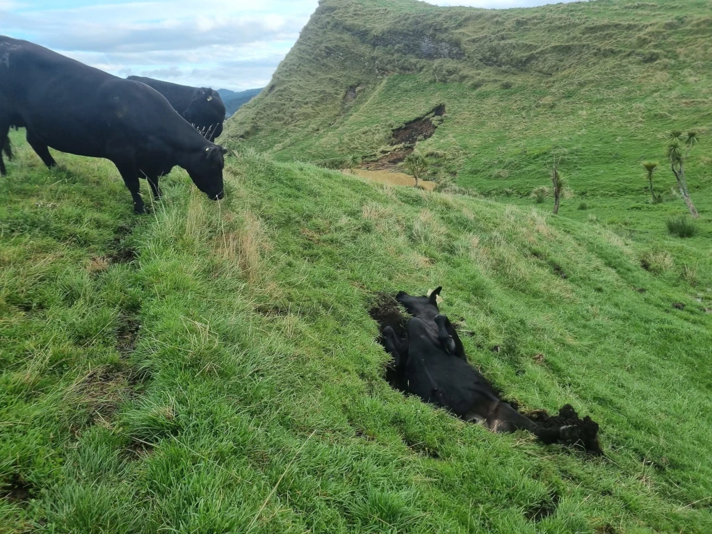 牛隻失足摔進地基流失的土坑
