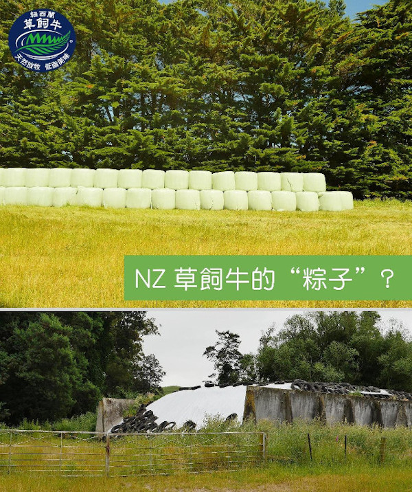 【十個你不知道的草飼牛知識06】在紐西蘭，草飼牛也有『粽子』吃